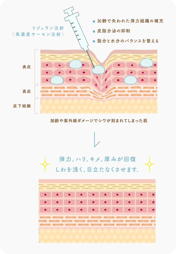 肌の再生を促進する